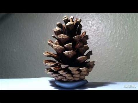Beautiful Opening Pine Cone Time Lapse .